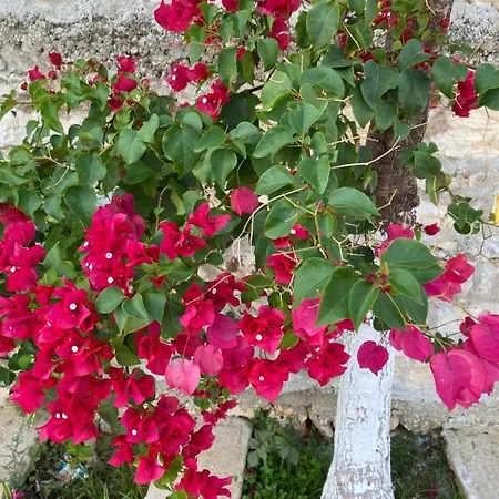 Sunny Sarande