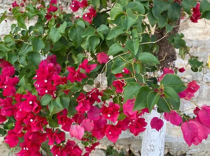 Sunny ساراندا